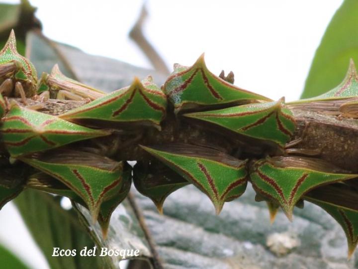 Umbonia spinosa