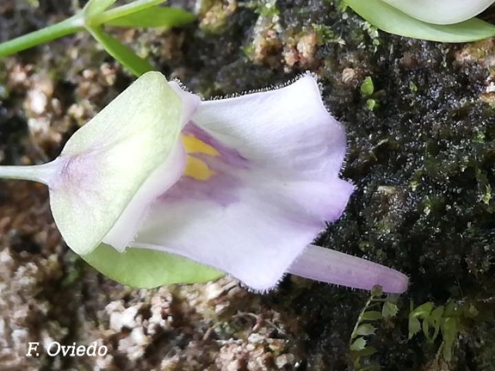 Utricularia jamesoniana