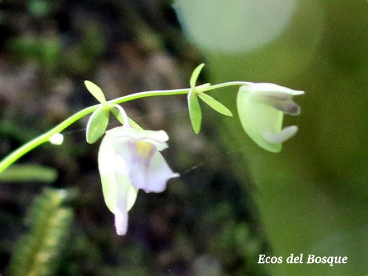 Utricularia jamesoniana