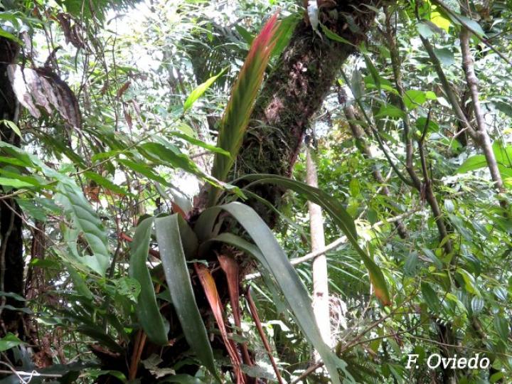 Vriesea monstrum