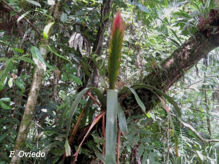 Vriesea monstrum