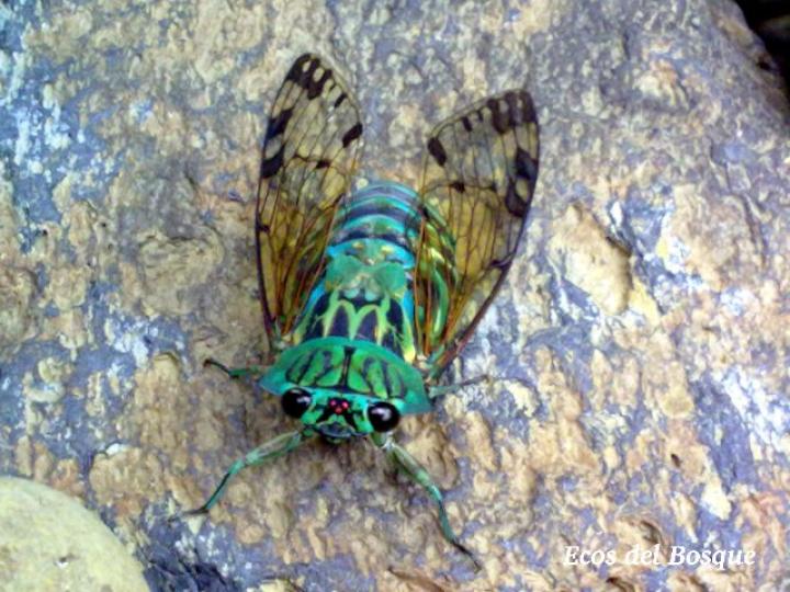 Zammara smaragdina, macho