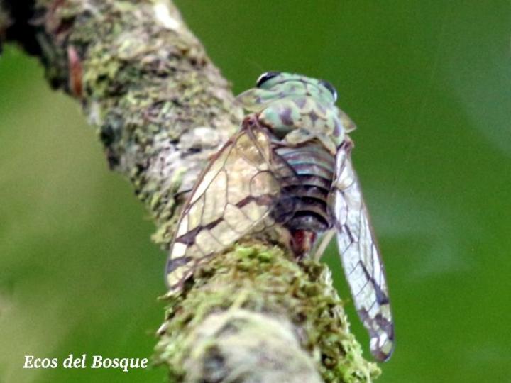 Zammara smaragdina, hembra