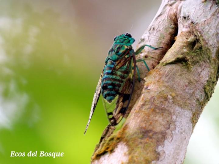 Zammara smaragdina, macho