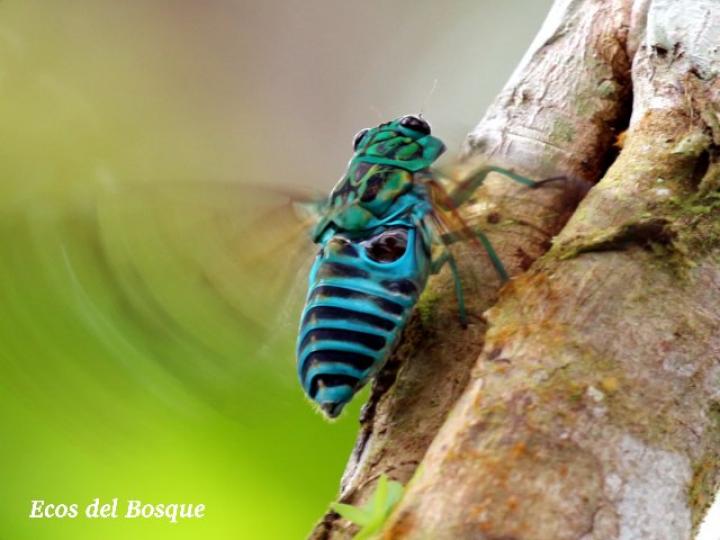 Zammara smaragdina, macho