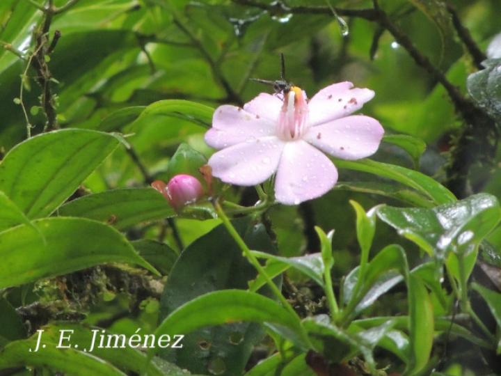 Blakea litoralis
