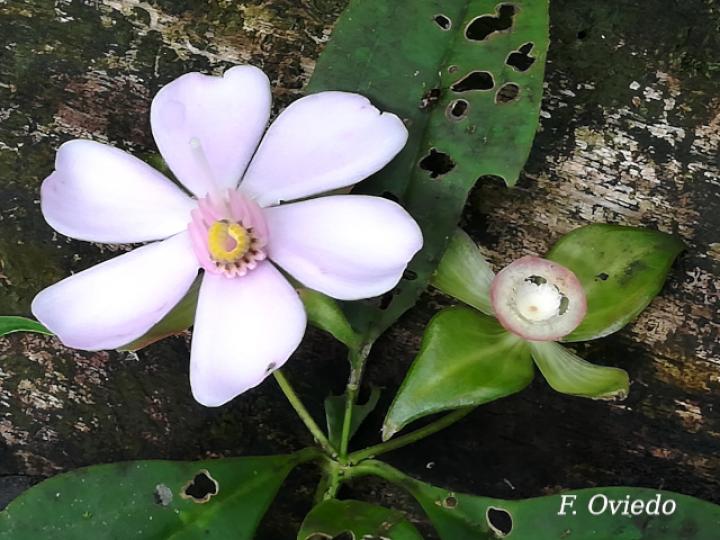 Blakea litoralis