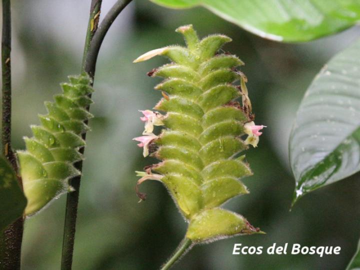 Calathea lasiostachya