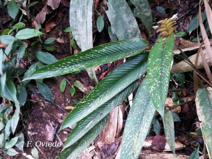 Calathea lasiostachya