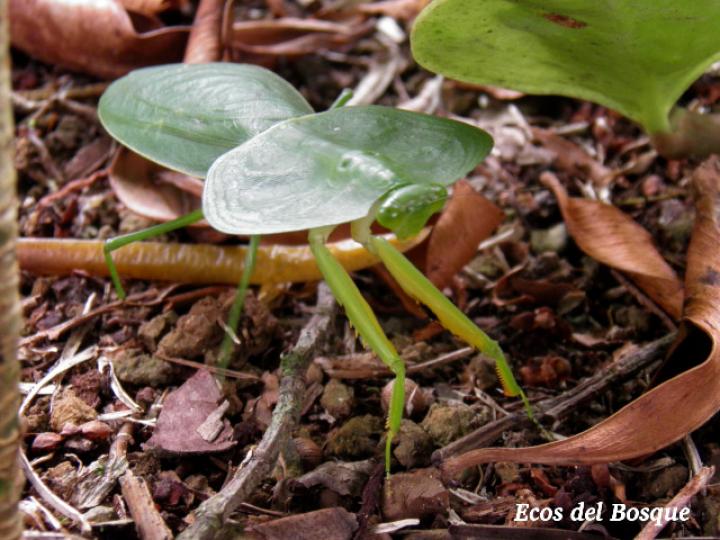 Choeradodis rhombicollis