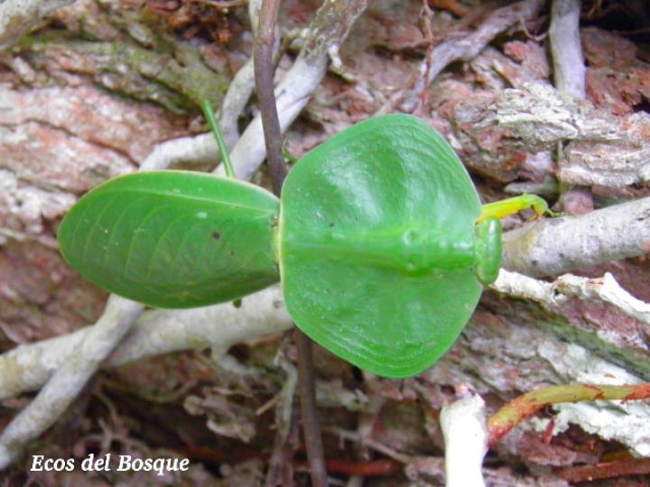 Choeradodis rhombicollis