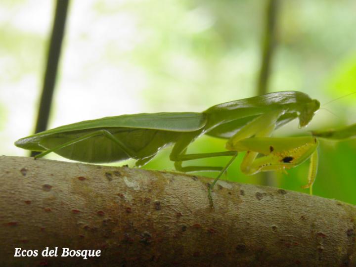 Choeradodis rhombicollis