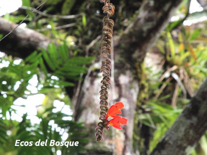 Columnea microphylla