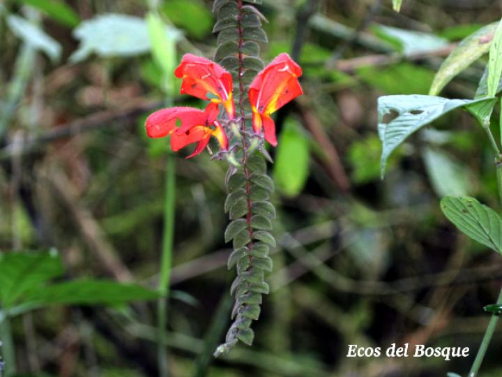 Columnea microphylla