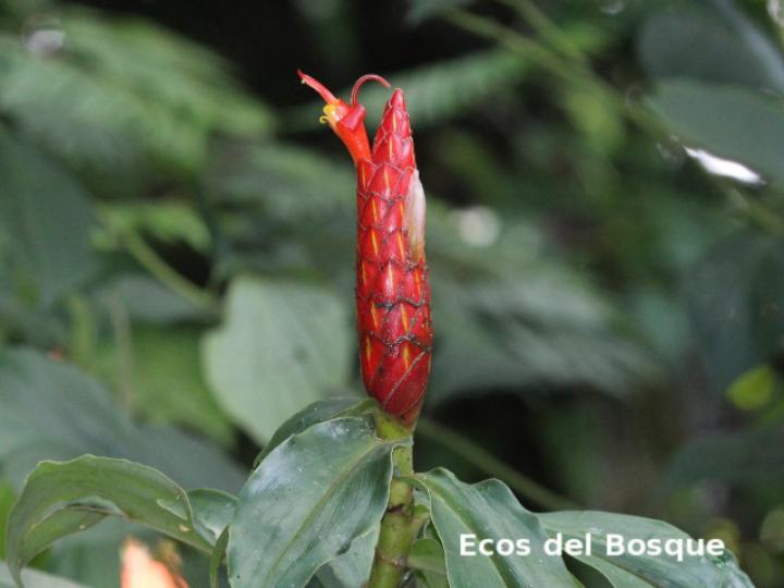 Costus pulverulentus (Caña agria)