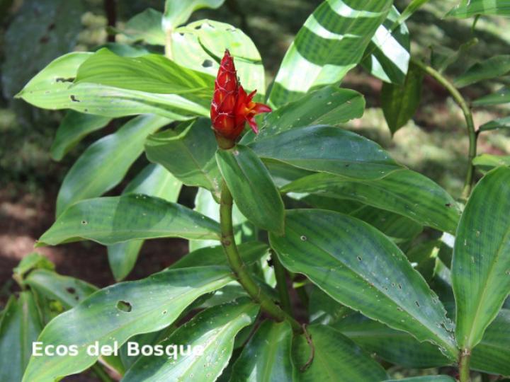 Costus pulverulentus (Caña agria)