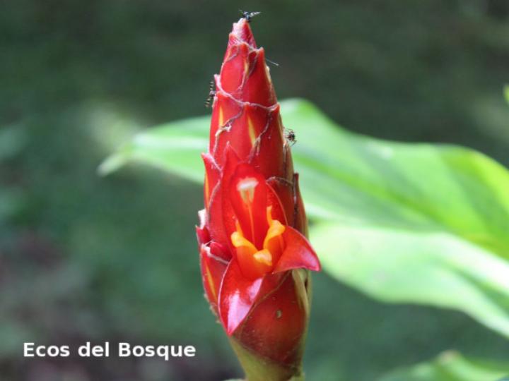 Costus pulverulentus (Caña agria)