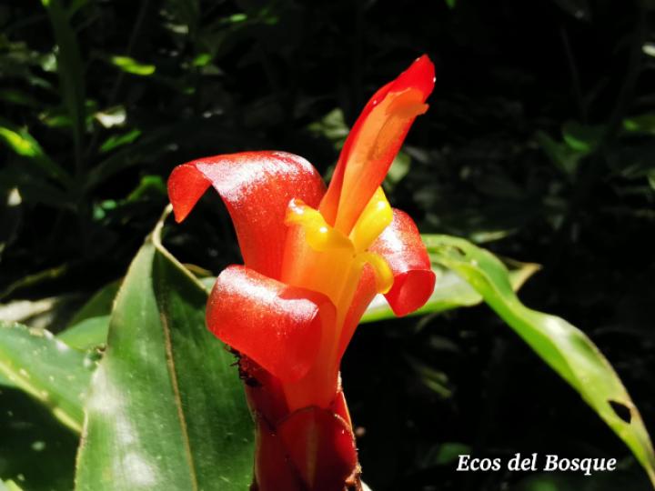 Costus pulverulentus (Caña agria)