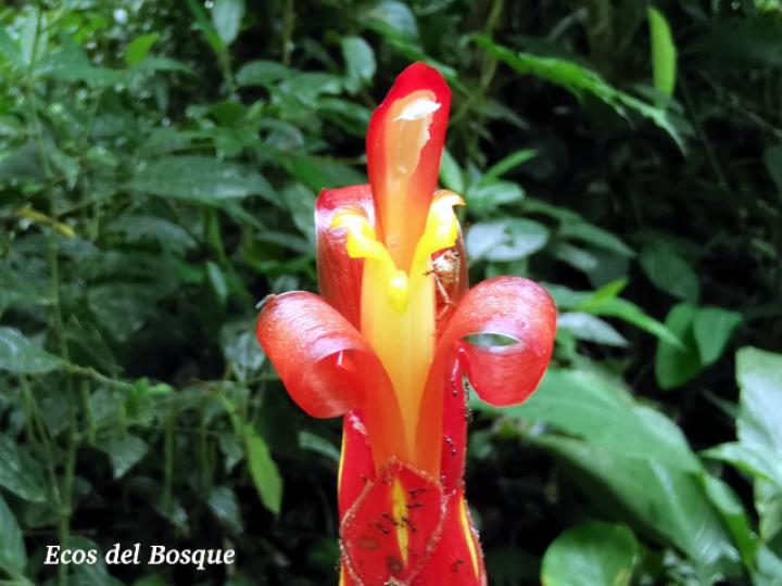 Costus pulverulentus (Caña agria)