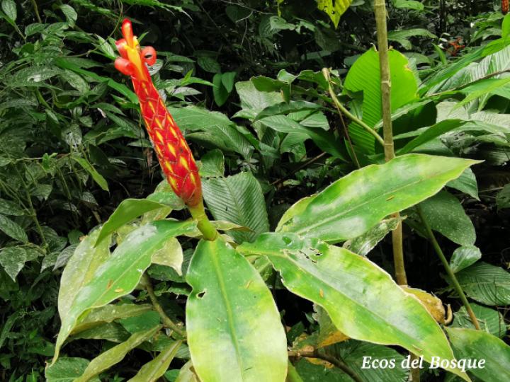 Costus pulverulentus (Caña agria)