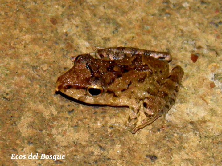 Craugastor bransfordii (Rana de hojarasca)