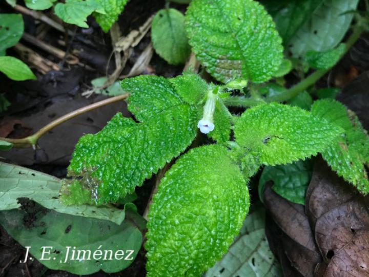 Diastema affine