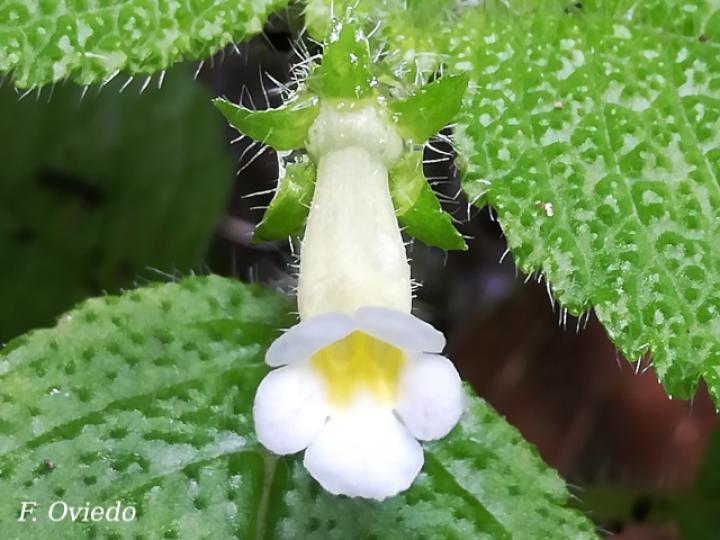 Diastema affine