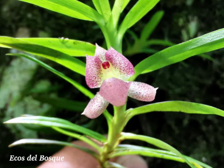 Dichaea panamensis