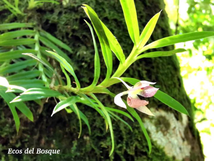 Dichaea panamensis