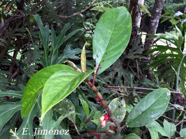 Drymonia coriacea