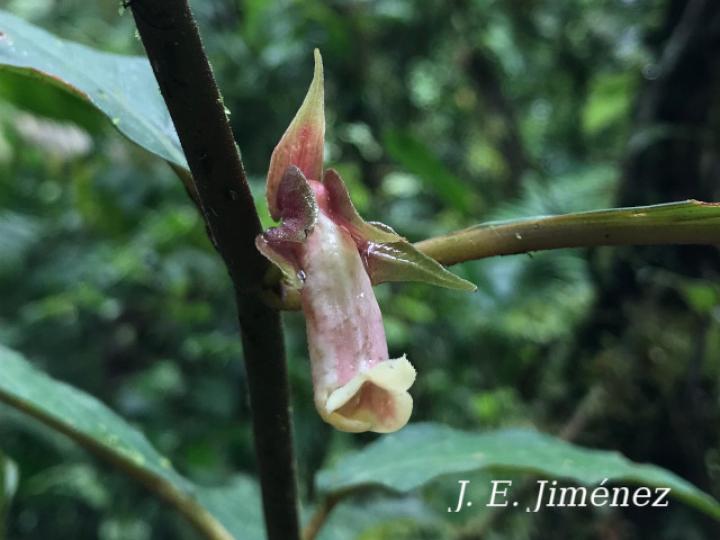 Drymonia warszewicziana