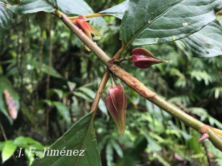 Drymonia warszewicziana