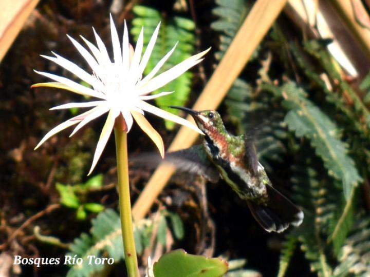 Epiphyllum hookeri