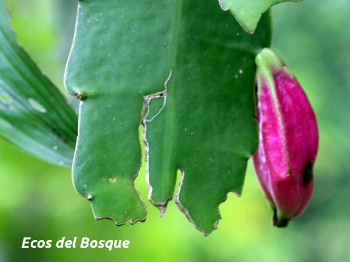 Epiphyllum hookeri