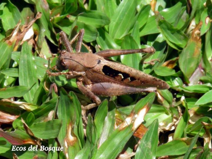 Saltamontes