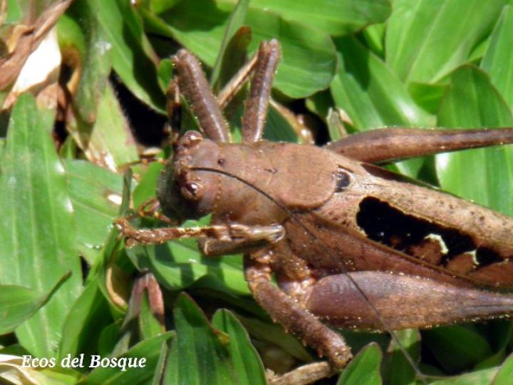 Saltamontes