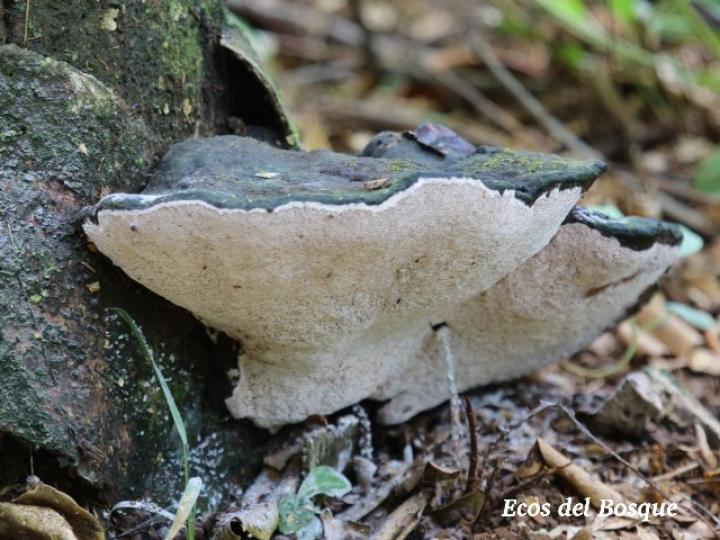 Ganoderma sp