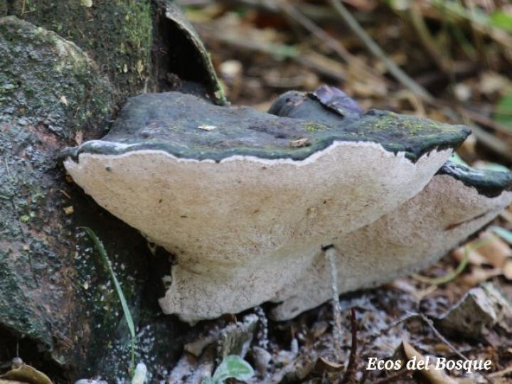 Ganoderma sp