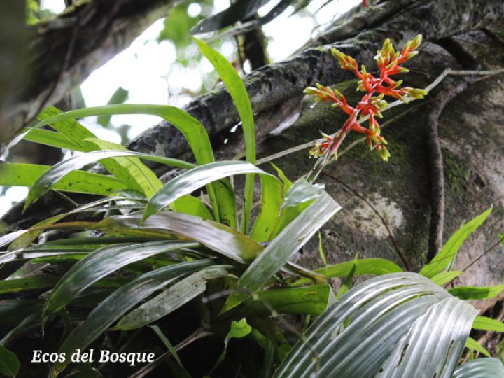 Guzmania scherzeriana