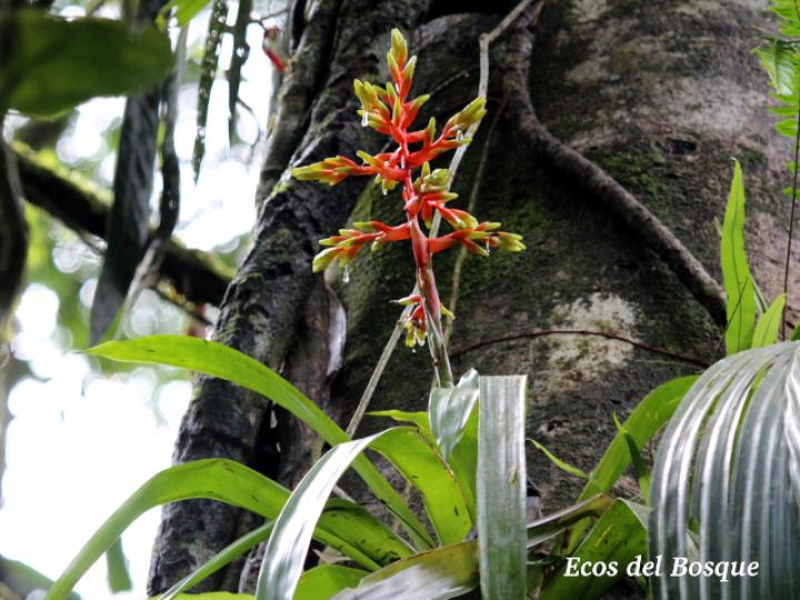 Guzmania scherzeriana