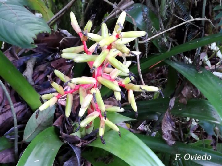 Guzmania scherzeriana