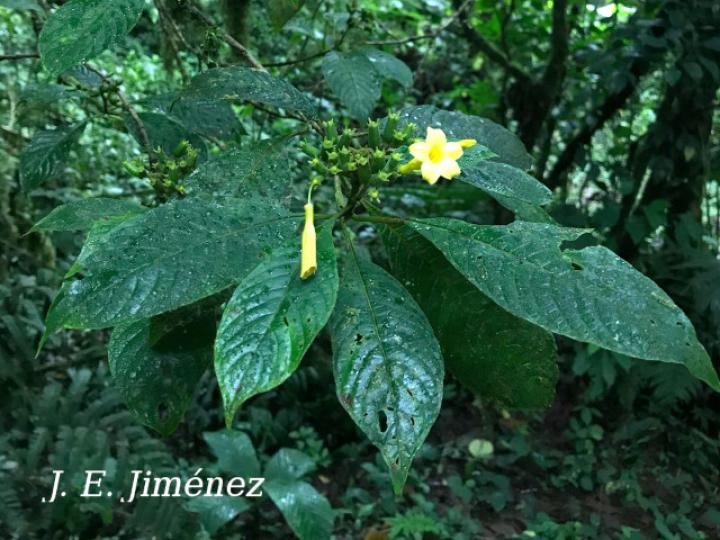 Hamelia xerocarpa