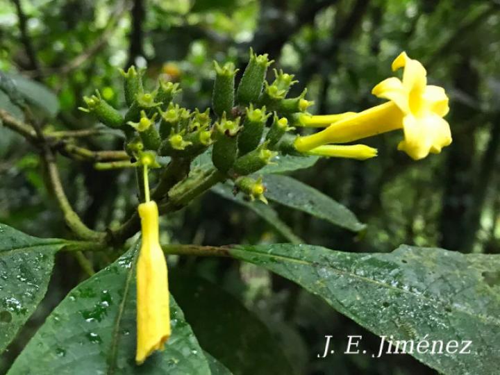 Hamelia xerocarpa