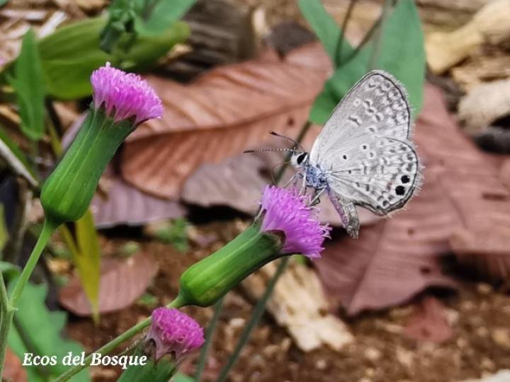 Hemiargus ceraunus astenidas