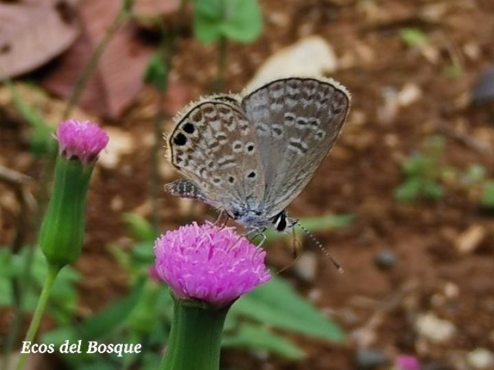 Hemiargus ceraunus astenidas