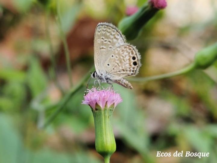 Hemiargus ceraunus astenidas