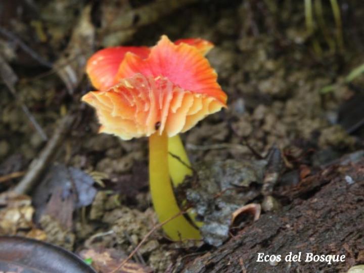 Hygrocybe cantharellus