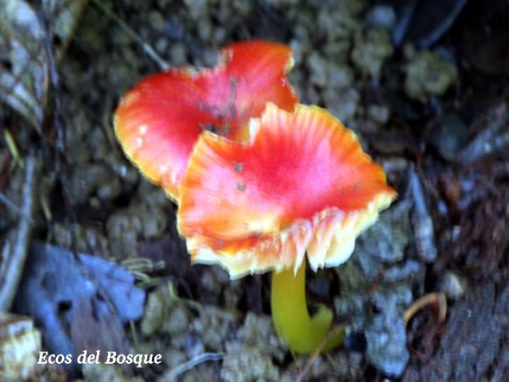 Hygrocybe cantharellus
