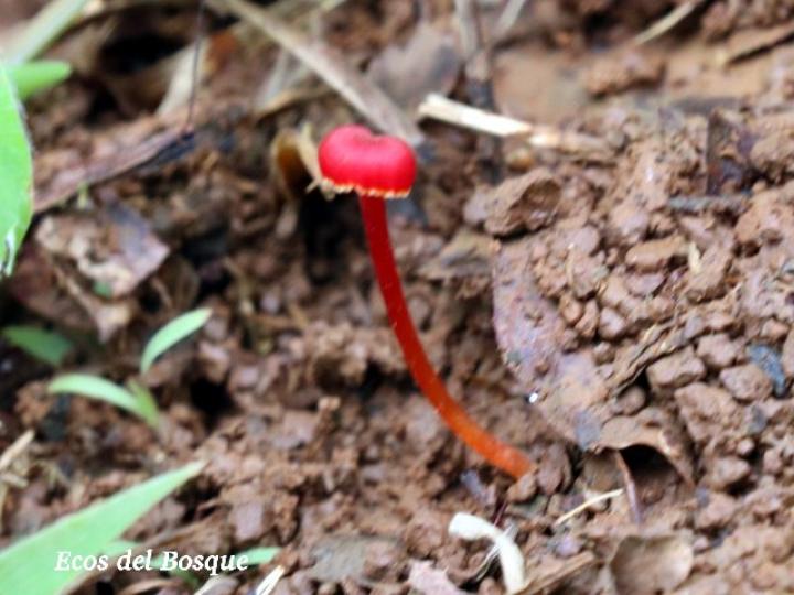 Hygrocybe miniata