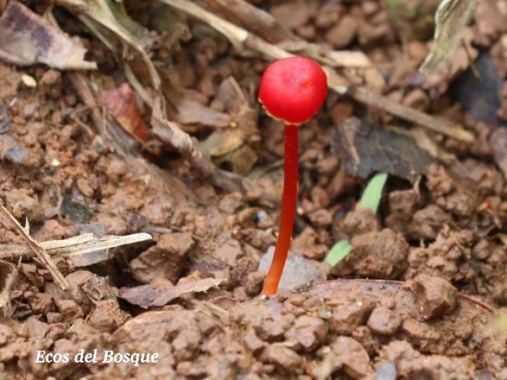Hygrocybe miniata